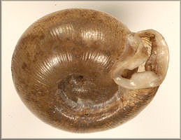 Polygyra postelliana carolina Pilsbry, 1940