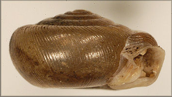 Polygyra postelliana carolina Pilsbry, 1940