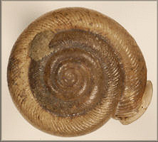 Polygyra postelliana carolina Pilsbry, 1940