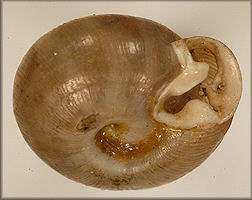 Helix auriformis Bland, 1859 Lectotype