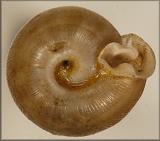 Helix auriformis Bland, 1859 Lectotype