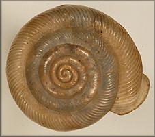 Helix auriformis Bland, 1859 Lectotype