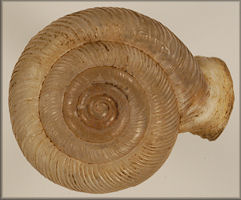 Polygyra uvulifera striata Pilsbry, 1940 