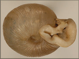 Polygyra uvulifera striata Pilsbry, 1940 