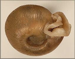 Polygyra postelliana subclausa Pilsbry, 1899