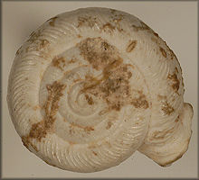 Polygyra postelliana senecta Pilsbry ms (?)