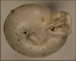 Polygyra postelliana senecta Pilsbry ms (?)