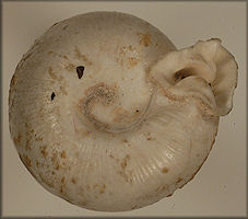 Polygyra postelliana senecta Pilsbry ms (?)