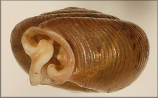 Polygyra postelliana peninsulae Pilsbry, 1940 Holotyp