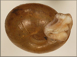 Polygyra postelliana peninsulae Pilsbry, 1940 Holotyp