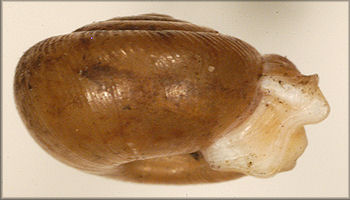 Polygyra postelliana peninsulae Pilsbry, 1940 Holotype