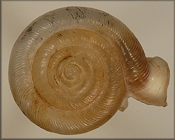 Polygyra uvulifera bicornuta Pilsbry, 1900