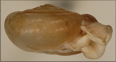 Polygyra uvulifera bicornuta Pilsbry, 1900