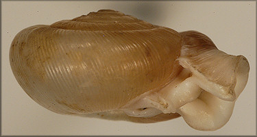 Daedalochila bicornuta (Pilsbry, 1900)