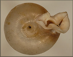 Polygyra uvulifera bicornuta Pilsbry, 1900