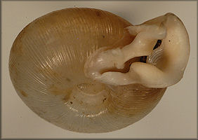 Polygyra uvulifera bicornuta Pilsbry, 1900