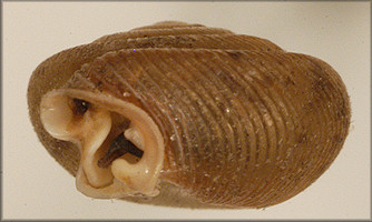 Polygyra postelliana hausmani Jackson, 1948 Holotype