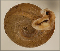 Polygyra postelliana hausmani Jackson, 1948 Holotype