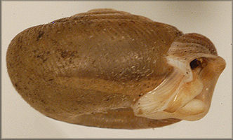 Polygyra postelliana hausmani Jackson, 1948 Holotype