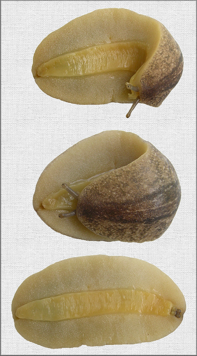 Leidyula floridana (Leidy, 1851) Florida Leatherleaf