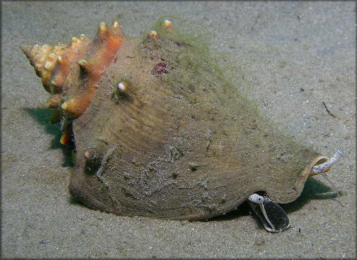 Strombus alatus Gmelin, 1791 In Situ