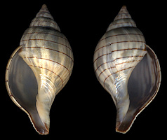 Cinctura hunteria (G. Perry, 1811) Eastern Banded Tulip Sinistral