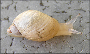 Succinea campestris Say, 1818 Crinkled Ambersnail ?