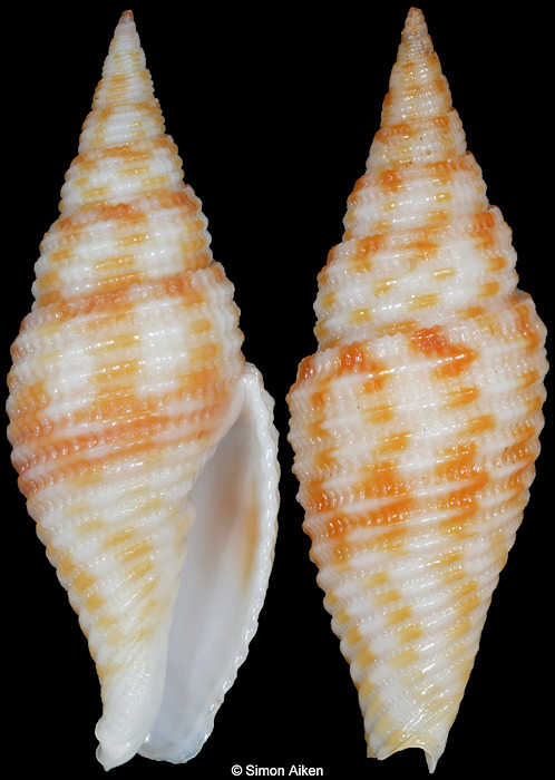 Imbricaria armonica (T. Cossignani and V. Cossignani, 2005)