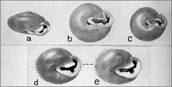 Pilsbry, 1940: page 612 , fig. 391