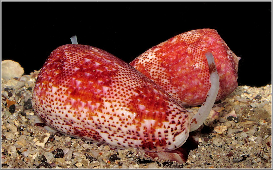 Conus adamsonii Broderip, 1836 Rhododendron Cone