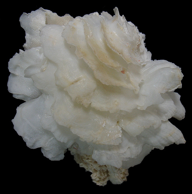 Amphichama inezae (F. M. Bayer, 1943) Alabaster Jewelbox