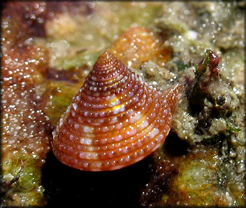 Calliostoma euglyptum (A. Adams, 1855) Sculptured Topsnail