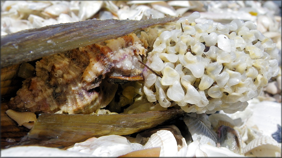 Phyllonotus pomum (Gmelin, 1791) Apple Murex Depositing Eggs