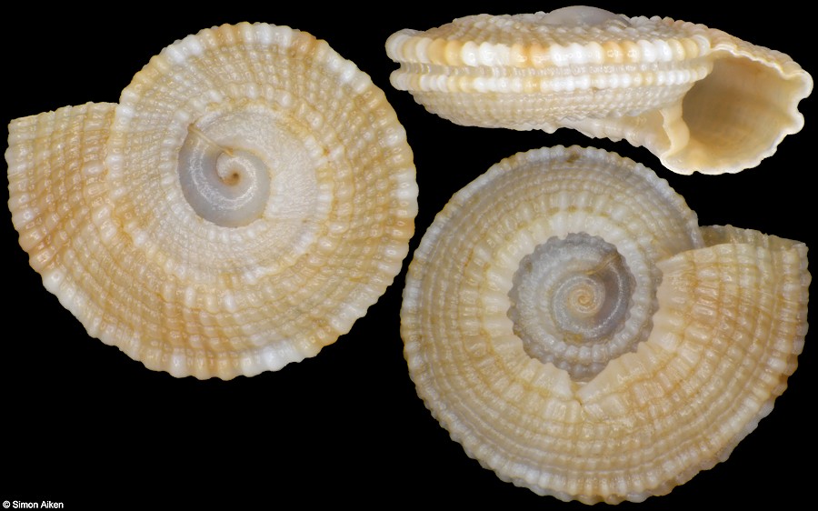Heliacus cf. implexus (Mighels, 1845)