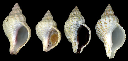 Urosalpinx cinerea (Say, 1822) Atlantic Oyster Drill