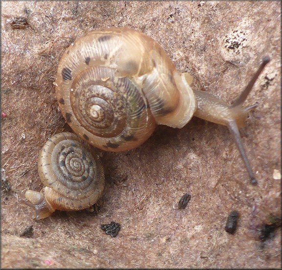 Daedalochila auriculata (Say, 1818) Ocala Liptooth Damaged Specimen