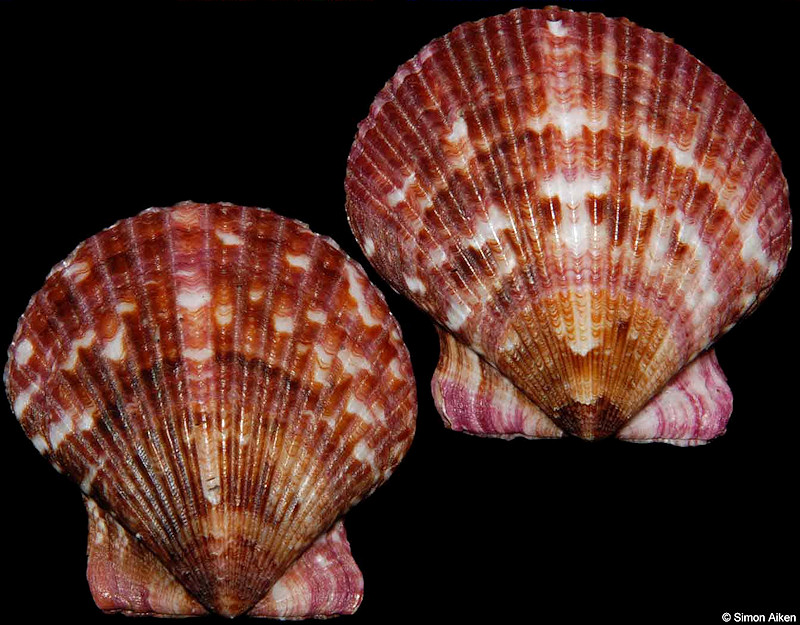 Argopecten ventricosus (G. B. Sowerby II, 1842) Pacific Calico Scallop