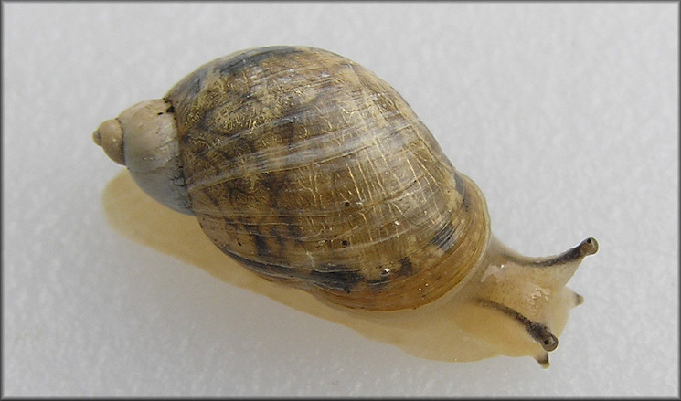 Succinea campestris Say, 1818 Crinkled Ambersnail ?