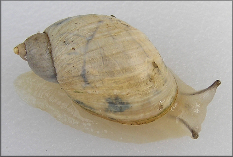 Succinea campestris Say, 1818 Crinkled Ambersnail ?