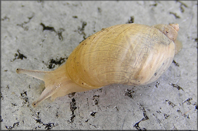 Succinea campestris Say, 1818 Crinkled Ambersnail ?l