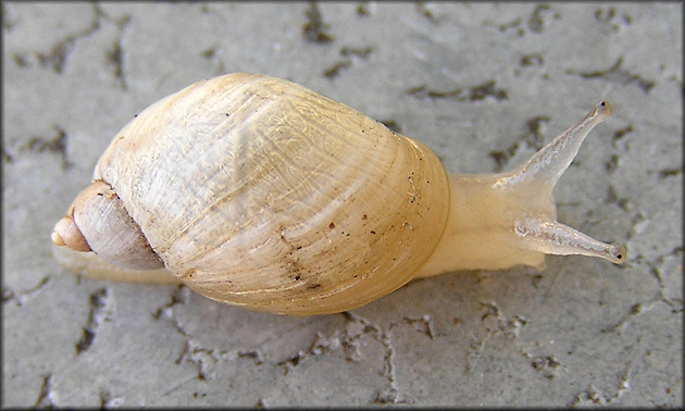 Succinea campestris Say, 1818 Crinkled Ambersnail ?