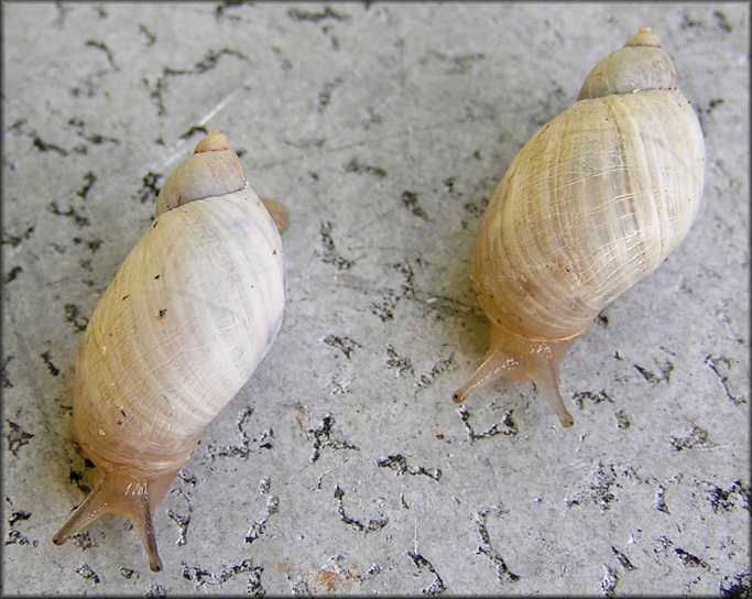 Succinea campestris Say, 1818 Crinkled Ambersnail ?