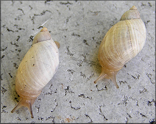 Succinea campestris Say, 1818 Crinkled Ambersnail ?l