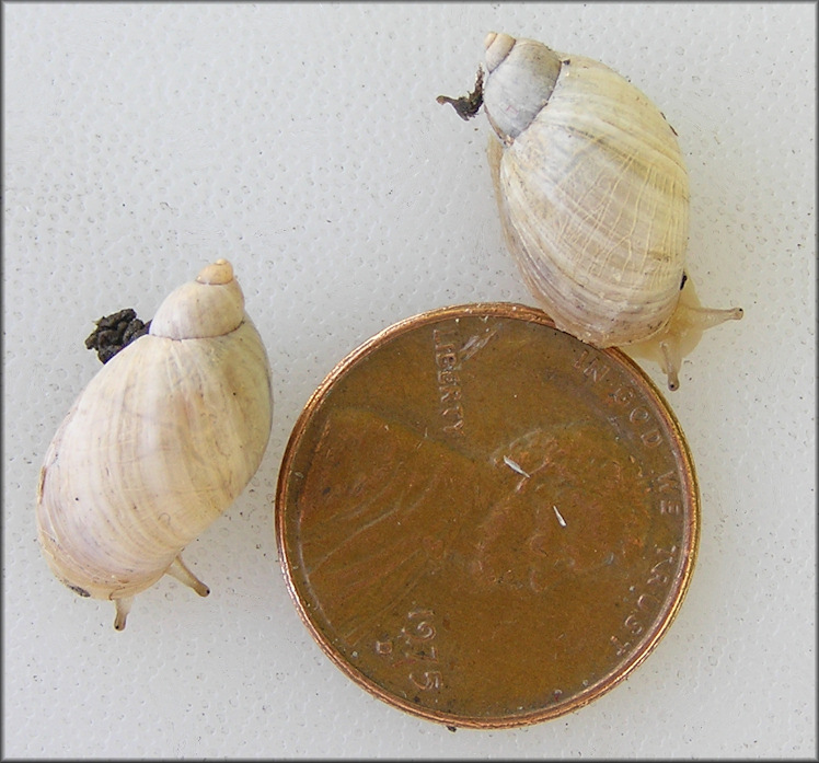 Succinea campestris Say, 1818 Crinkled Ambersnail ?