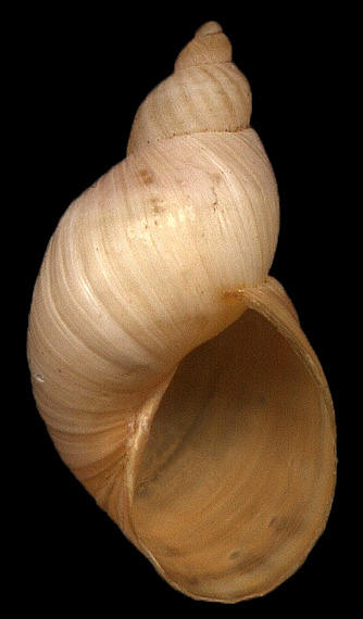 Succinea (Calcisuccinea) floridana Pilsbry, 1905 Florida Chalksnail ?