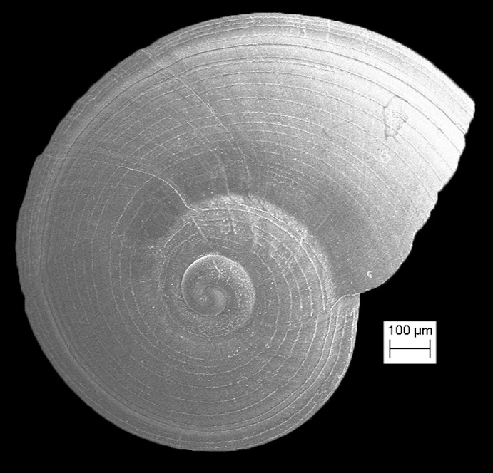 Solariorbis infracarinatus Gabb, 1881 Gabbs Vitrinella