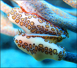 Cyphoma gibbosum (Linnaeus, 1758) Flamingo Tongue Mating