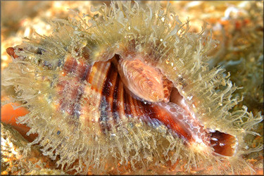 Cymatium (Monoplex) pileare (Linnaeus, 1758) Juvenile Western Atlantic