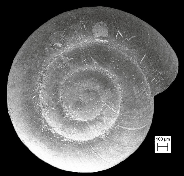 Lucilla intermedia (Morrison, 1942) Intermediate Coil