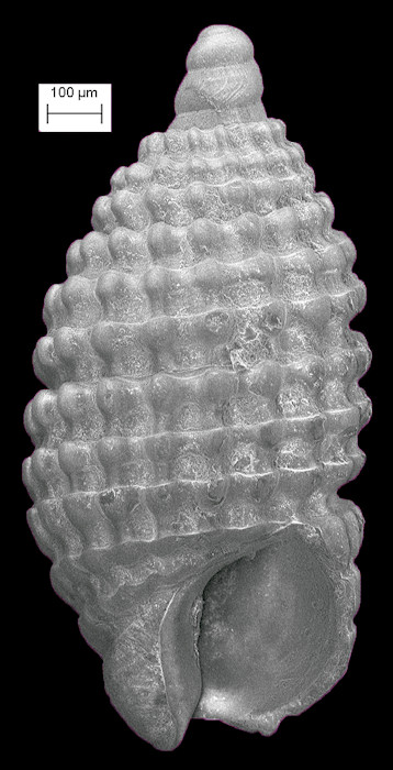 Cerithiopsis sp. cf. C. io Dall and Bartsch, 1911 Fossil